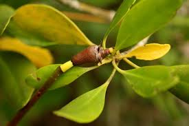 Image result for Ceriops