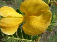 Image result for Aeschynomene elaphroxylon