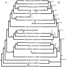 Image result for Pellaea longipilosa