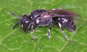 Image result for Hylebates