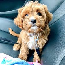 Dailycavapootalesthrowbackthursday Featuring Mochi The Cavapoo Spotlighting Cavapoos Cavoodles And Cavapoo Ca Havapoo Puppies Cavapoo Puppies Cute Animals