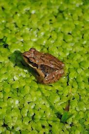 Dann informieren sie sich hier zur vermehrung. Junger Grasfrosch Reptilien Und Amphibien Frosche Amphibien