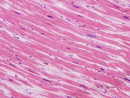Cardiac Muscle Histology Cardiac Muscle Histology Slide Histology Slides Muscle Tissue Cardiac