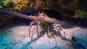 Put me on the waiting list. Spiny Lobster In The Florida Keys Youtube