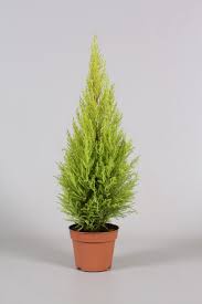 Image result for Cupressus macrocarpa