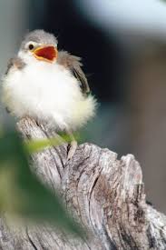 Baby Bird So Fuzzy 3 Baby Wild Animals Animals Beautiful Birds