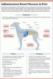 Is Your Doggy Pooping In Loose Motions Does He Vomit Most Of The Time Does He Bloat Up Frequently If Your Reply To Vet Medicine Vet Tech Student Vet Clinics