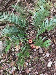 Image result for Grangea zambesiaca