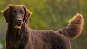 Image result for flat coated retrívr