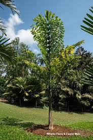 Image result for Caryota