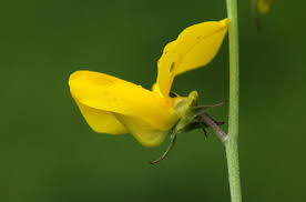 Image result for Crotalaria podocarpa