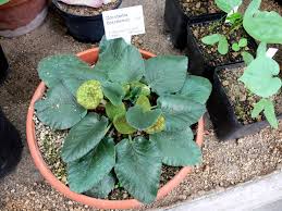 Image result for Dorstenia