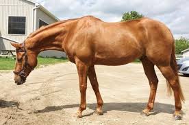 Ergots are callous growths located at the bottom of the horse's fetlock, often covered by hair. Chestnut Horse Facts With Pictures Horsebreedspictures Com