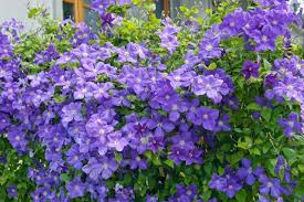 We did not find results for: Clematis Jackmanii Late Large Flowered Clematis