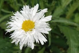 Image result for Ipomoea leucanthemum