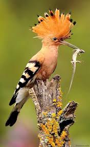 37 Picture Of Beautiful Colorful Bird From All Over The World Animals Beautiful Birds Animals Beautiful