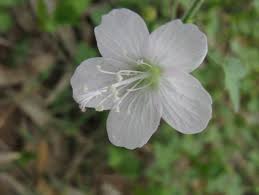 Image result for Hibiscus micranthus