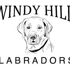 Silver lab puppies for sale in tn. Windy Hill Labrador Puppies Home Facebook