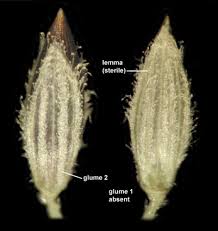 Image result for Digitaria acuminatissima
