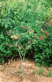 Image result for Pithecellobium