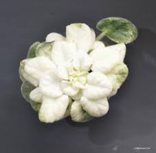 Maybe you would like to learn more about one of these? Chimera African Violets Chimeraav Com