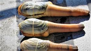 Geoduck Midyesi Nedir