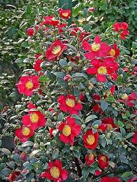 Several bushes that grow in florida produce red flowers. Yuletide Camellia Sasanqua Yuletide Camellia Camellia Camellia Plant