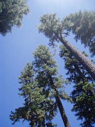 Image result for Shasta red fir