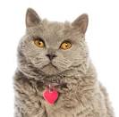 A cute Poodle Cat - Meowlogy