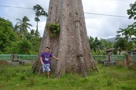 Image result for Petersianthus