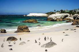 There Aren T Many Places In The World Where You Can Get Up Close And Personal With Penguins Swim Near Them And Frolic In The Sun With Them Africa Travel Places To