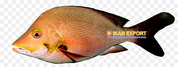 Dan mengapa ikan lebih lekas masak dibanding daging lain? Ikan Daging Daging Putih Gambar Png