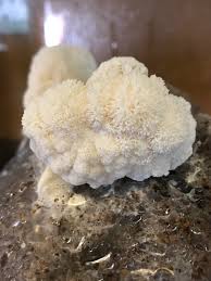 As the mushrooms mature, the spines will grow and first protrude outwards and then cascade downwards. First Time Growing Lion S Mane Not Getting The Growth I Expected About A Week Into Fruiting And Figured Reddit Might Be Able To Help Mycology