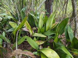 Image result for Aspidistra elatior