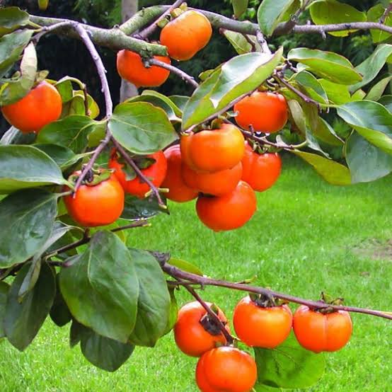 Mga resulta ng larawan para sa Persimmon fruits tree"