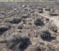 Image result for Melinis ambigua