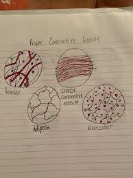 Areolar Is One Affected By Ehlers Danlos Because It Is Made Up Of Both Fibers And Connect Skin To Muscle So If The Skin Is Super Adipose Tissue Tissue Adipose