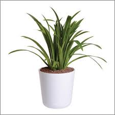 Maybe you would like to learn more about one of these? Sereno Bello Plastic Round Flower Pot 12x13 Colour White Plastic Flowerpot à¤ª à¤² à¤¸ à¤Ÿ à¤• à¤• à¤—à¤®à¤² Frontier Polymers Private Limited New Delhi Id 19490311430