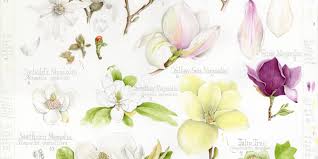 Image result for Magnoliaceae