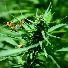 They're growing cannabis at George Washington's Mount Vernon - The  Washington Post