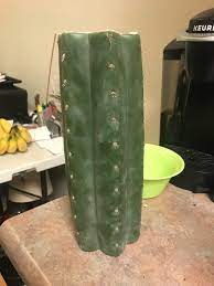 Variety package of indoor or outdoor cacti plants for super concentrated/high potency (freeze dried) nopal cactus (prickly pear) capsules with. Good Recipes For San Pedro Tea That Takes Approx 24 Hours Mescaline