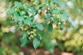 I think it was great find. A Tree With Green Berries In Autum By Chelsea Victoria