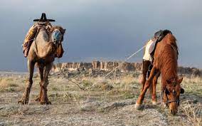 Bad news travels fast meaning: Are Camels Faster Than Horses Equine Desire