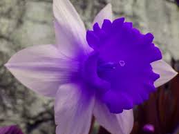 Purple Daffodil Daffodils Birth Flowers July Birth Flower