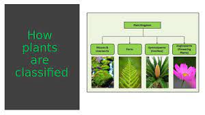 Maybe you would like to learn more about one of these? Plant Classification Teaching Resources