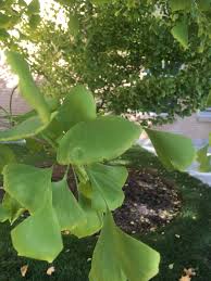 Ginkgo Ginkgo Biloba This Zone 4 Living Fossil Is Fascinating The Only Tree You Can Find With It S Unique Fan Shaped L Plants Garden Landscaping Living Fossil