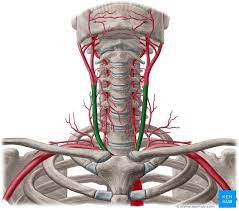 Arteria Carotis Communis Anatomie Verlauf Und Aste Kenhub
