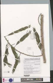 Image result for Acacia kamerunensis