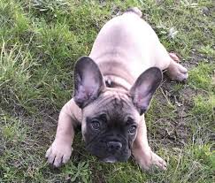 Vancouverite bulldogs french bulldogs for sale. Stolen French Bulldog Puppy Recovered Returned To Owners The Columbian