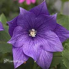 Balloon Flower Bloom Is Shaped Like A Ballon Then Opens Up To Look Like A Beautiful Flower Full Sun To Partia Balloon Flowers Plants Spring Flowering Bulbs
